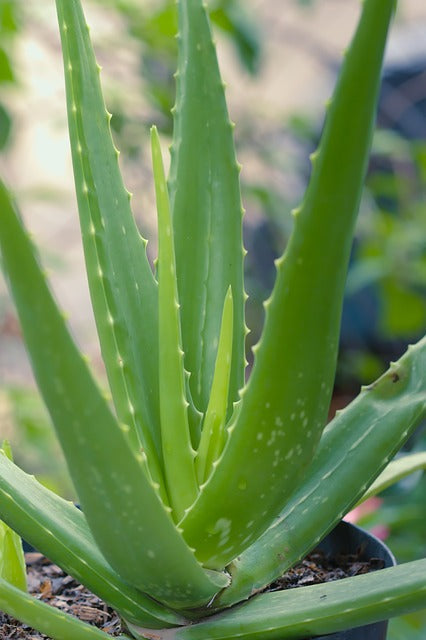 Top 7 Herbs to Celebrate Hispanic Heritage Month